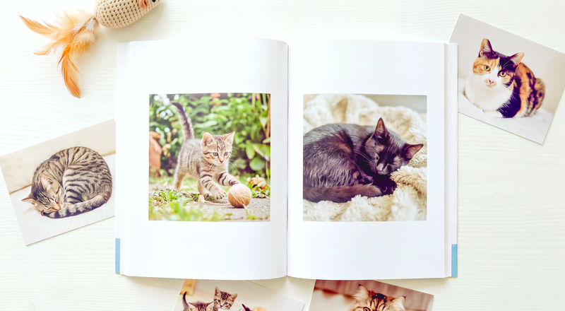 猫の写真を収めたライトブックとプリント写真
